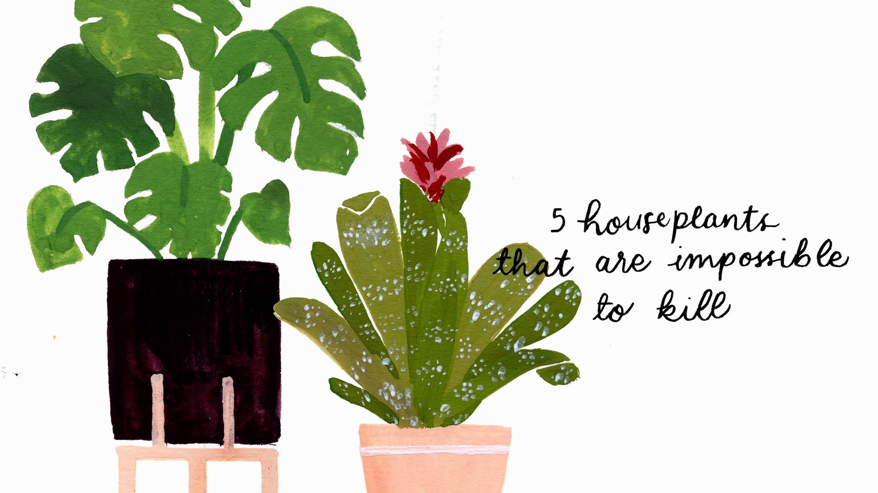 5 Houseplants You Can't Kill (Hopefully)