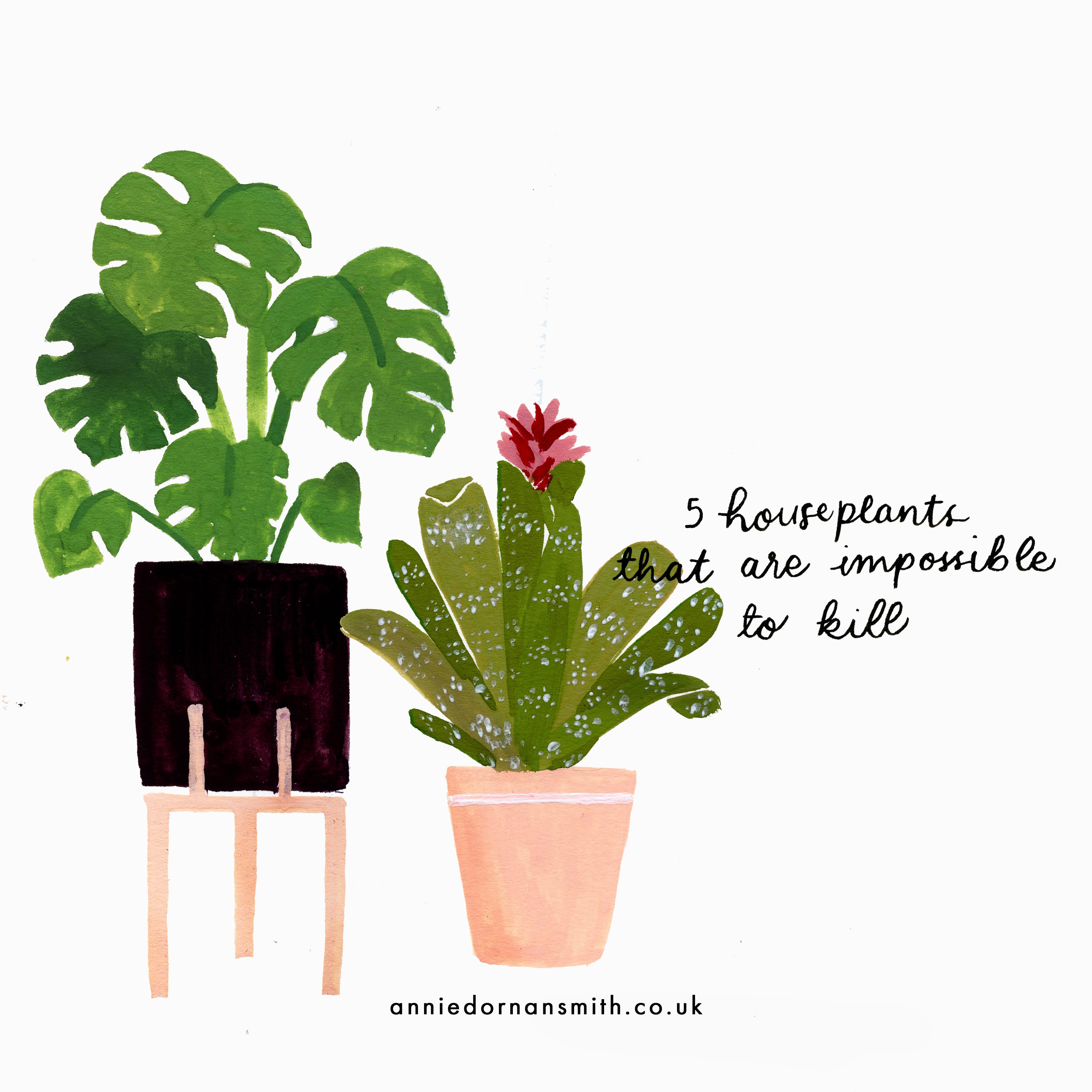 5 Houseplants You Can't Kill (Hopefully)