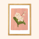 A Botanical Print Of A Cream Orchid On A Soft Pink Background In A Light Oak Frame - Annie Dornan Smith