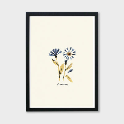 blue flower centaurea print in a black frame
