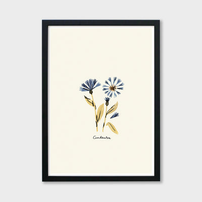 blue flower centaurea print in a black frame