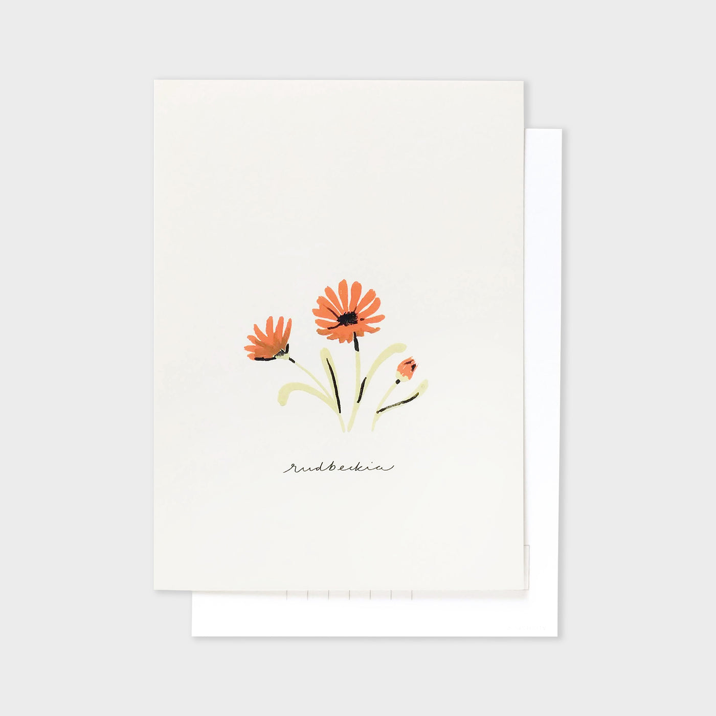 orange flower rudbeckia postcard
